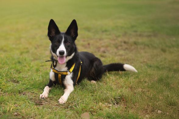 Paws Off!&nbsp;Dogs&nbsp;Trust&nbsp;Ballymena&nbsp;issues advice ahead of 'Dog Theft Awareness Day'