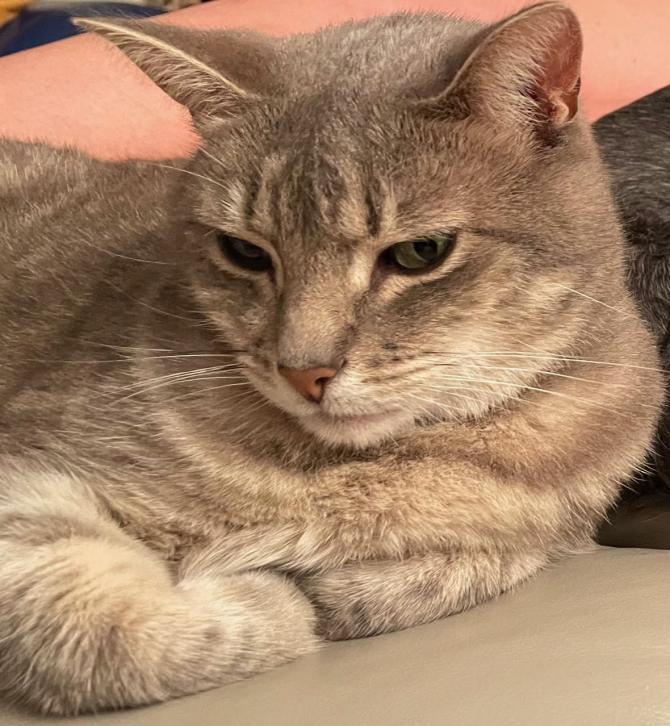 New study cats recognize their owners, their 'stereotypical aloofness